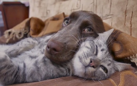 Cachorro e gato deitados juntos no vídeo promocional do especial Réveillon Para Pets