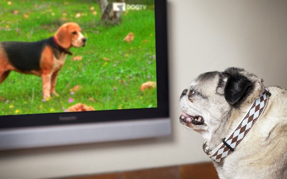 Programação da DogTV foi pensada tanto para relaxar quanto estimular seu público canino - Fotos: Divulgação/Discovery
