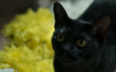 O gato León que vira homem é um dos acertos da novela das nove da Globo, O Sétimo Guardião - Fotos: Reprodução/TV Globo