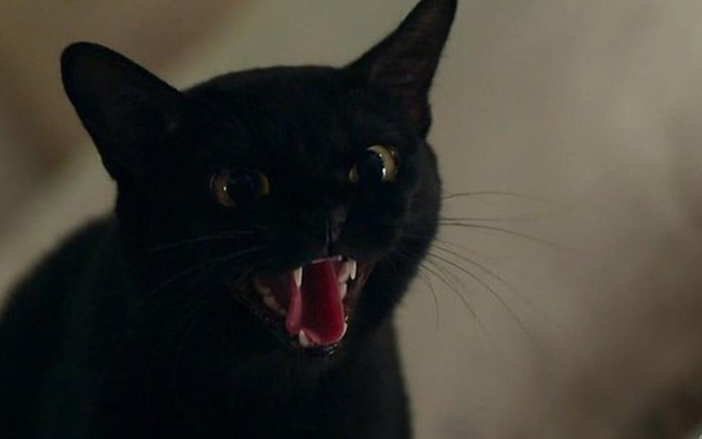 León vai contar como virou gato em uma aparição como humano na novela das nove da Globo - Reprodução/TV Globo