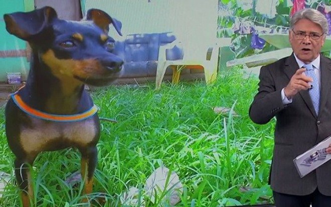 Sérgio Chapelin apresenta história de cão que pega ônibus sozinho para encontrar o dono - 