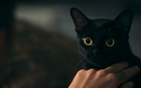 León, o gato misterioso de O Sétimo Guardião, roubou a cena no primeiro capítulo da novela - FOTOS: REPRODUÇÃO/TV GLOBO