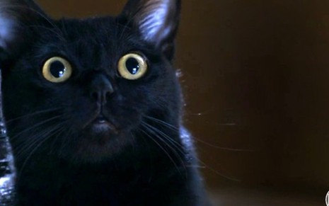 O gato León em cena da novela das nove da Globo; bichano surgirá em uma 'visão' de Luz (Marina Ruy Barbosa) - Fotos: Reprodução/TV Globo