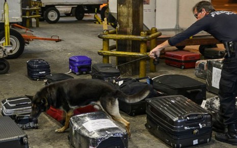 Cão farejador tenta detectar a presença de drogas em bagagens no aeroporto de Guarulhos