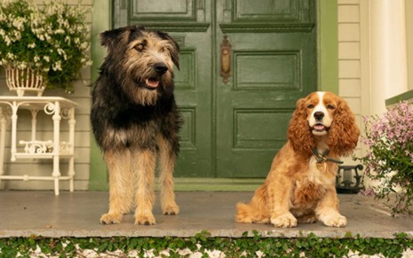 O cachorros protagonistas do filme Dama e o Vagabundo do Disney+