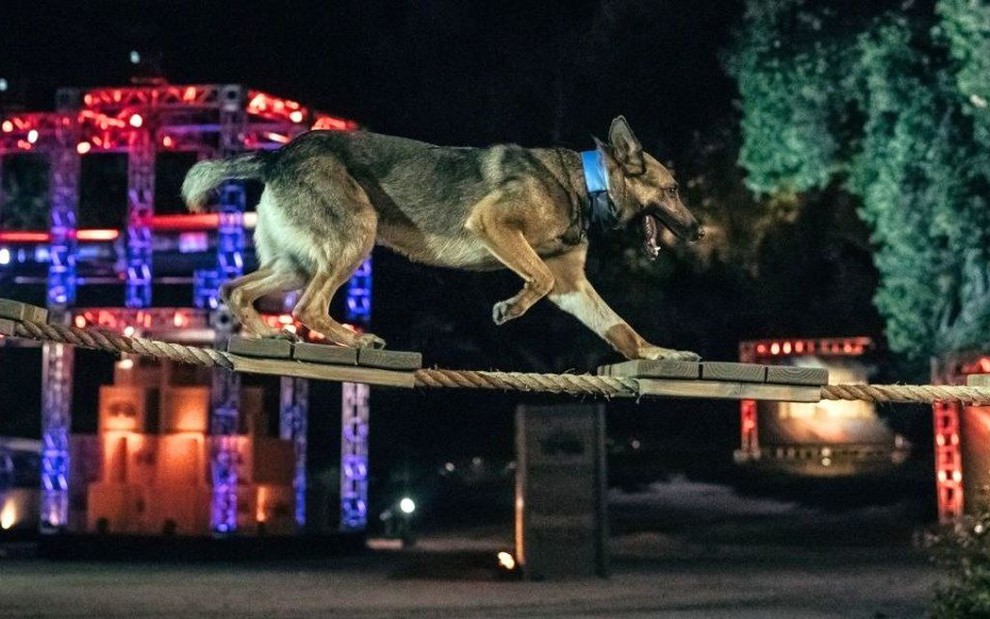 Cachorro atravessa ponte em prova do reality Os Melhores Cães Policiais