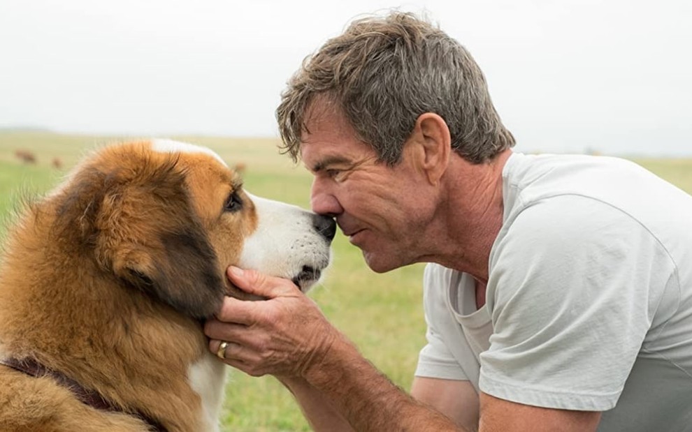 O cachorro Bailey encosta o focinho no nariz de Ethan (Dennis Quaid) em cena de Quatro Vidas de Um Cachorro (2017)
