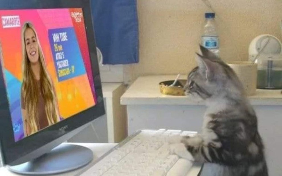 Gato cinza, rajado, sentado em cadeira e apoiado na frente de computador votando para a eliminação de Viih Tube