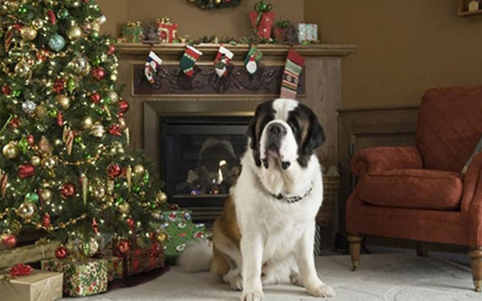 O cachorro Beethoven em cena de Beethoven e sua Aventura de Natal