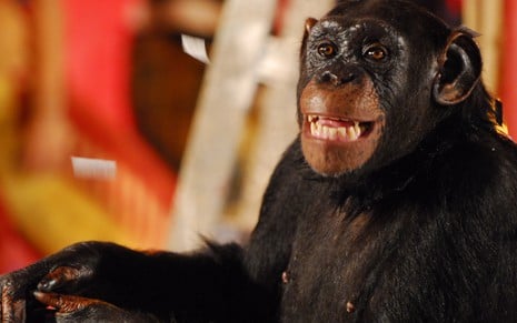 A macaca Kate sorri em cena como o personagem Xico de Caras & Bocas