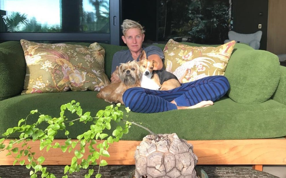 Ellen DeGeneres em um sofá com seus cachorros