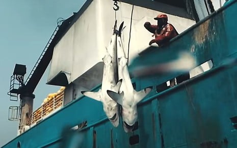 Navio de pesca ergue tubarões mortos em cena de Seaspiracy: Mar Vermelho