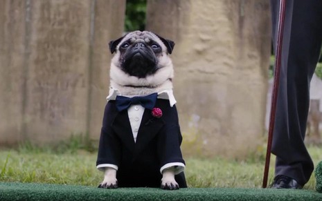 O cachorro Patrick, o pug é um dos protagonistas da atração da Sessão da Tarde desta quinta (11), o filme Patrick: Aprendendo a Amar