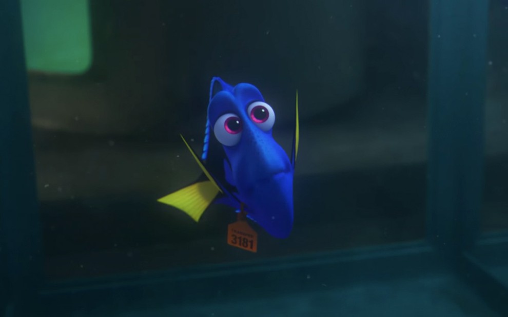A animação da peixinha Dory em cena de Procurando Dory: personagem é um da espécie cirurgiã-patela, é azul com barbatanas em amarelo