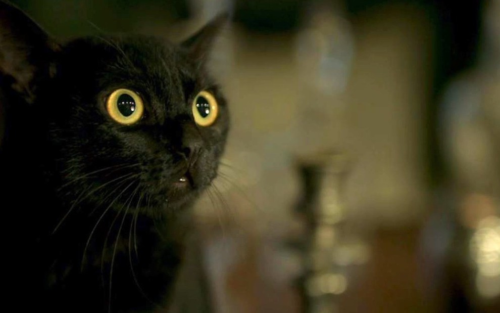 Gato preto em cena como León, personagem mais marcante da novela O Sétimo Guardião, no ar até maio deste ano