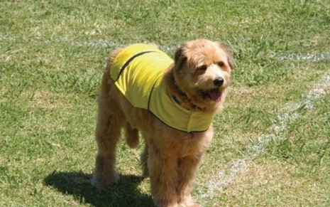 Cachorro caramelo, vestindo uma roupa amarela num campo de futebol