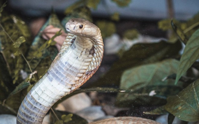 Uma cobra naja dentro de um viveiro com plantas rasteiras; ela está com a porção diante do corpo levantada, como se fosse dar um bote