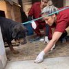 Montagem de casarão mal cuidado em Higienópolis e a imagem de um cachorro sendo cuidado por duas mulheres