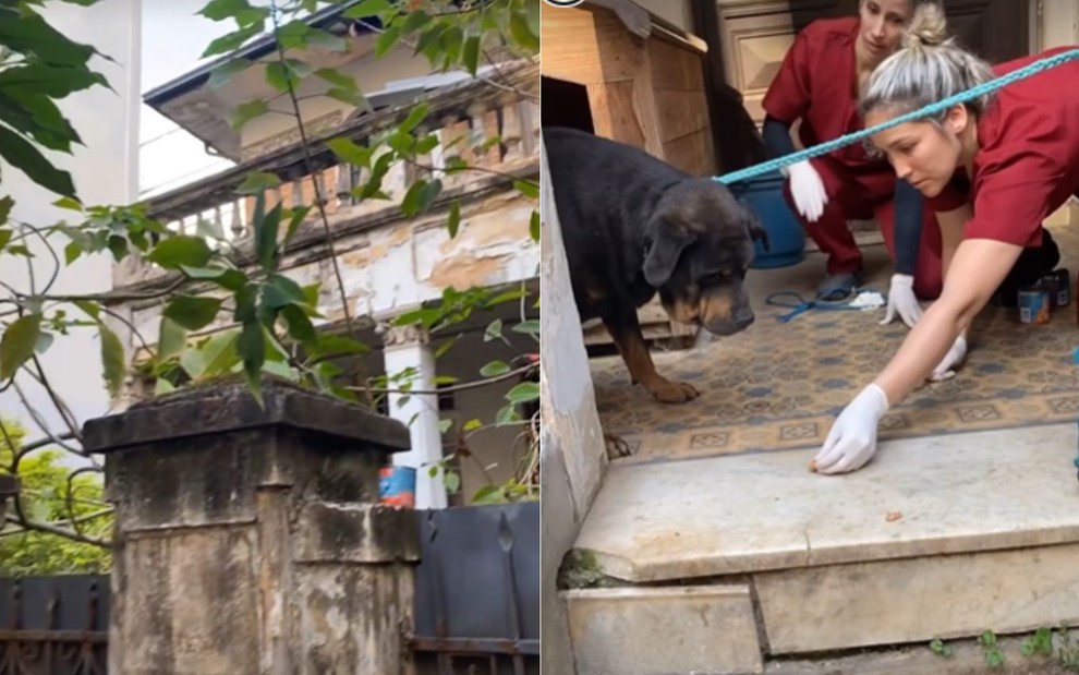 Montagem de casarão mal cuidado em Higienópolis e a imagem de um cachorro sendo cuidado por duas mulheres