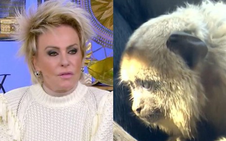 Ana Maria Braga se choca ao ver vídeo de macaco após discursar contra racismo no Mais Você