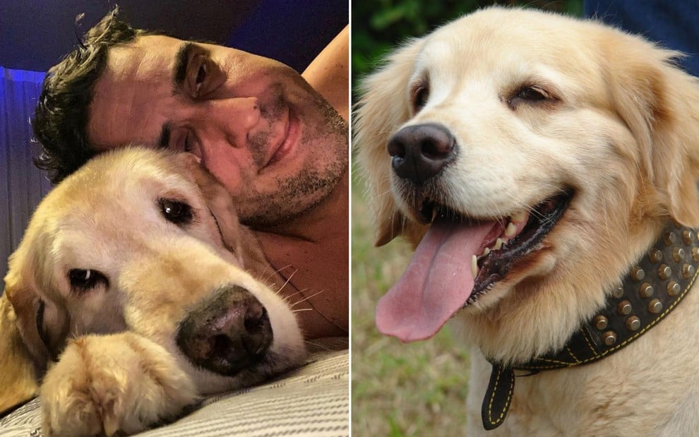 À esquerda, Andre Marques abraçado com sua cachorra de estimação; à direita, cachorra de estimação de Andre Marques