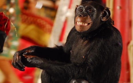 Macaco sorri com braço levemente esticado