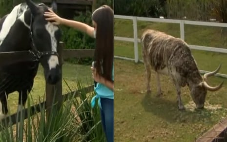 Repórter da Record faz carinho na cabeça de um cavalo, e ao lado a imagem de uma vaca com chifres