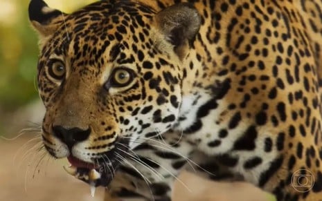 Onça tem a boca aberta, com a baba escorrendo, em cena de Pantanal