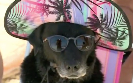 Cachorra da raça labrador usa chapéu de palha com estampa de coqueiros e óculos escuros