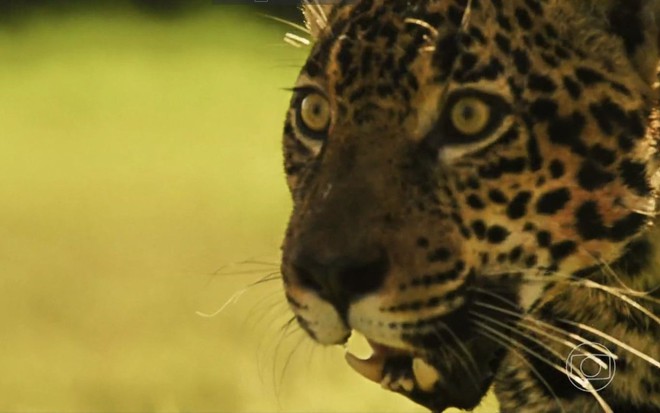 Retrato de uma onça da novela Pantanal