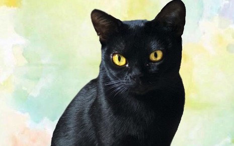 O gato preto León com os olhos amarelos