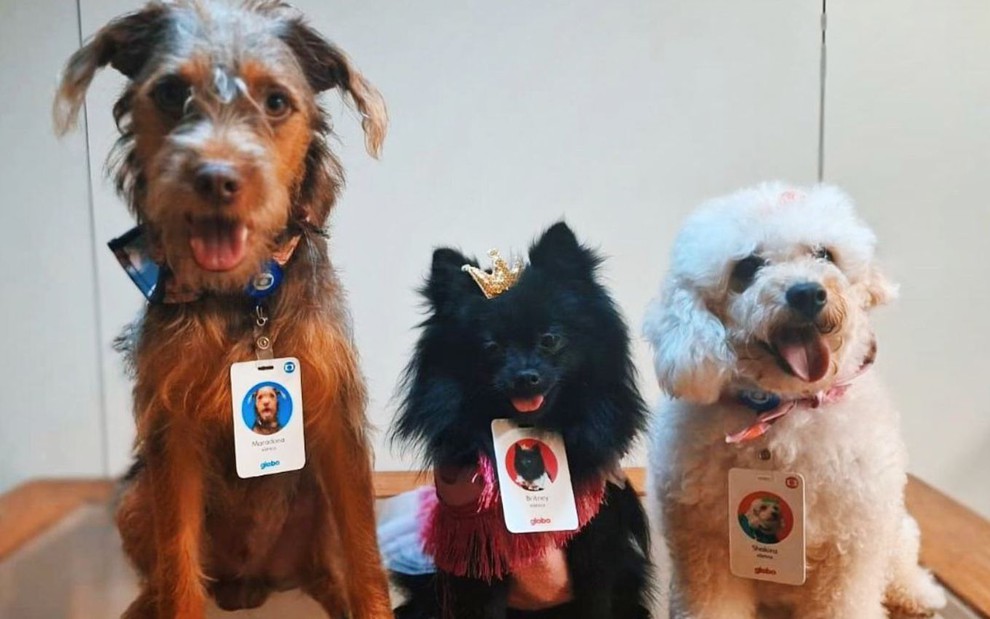 Os cachorros Maradona, Britney e Shakira posando para foto com crachá da Globo