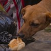 Cachorro vira-lata come pão no meio do lixo em cena da série Cidade Invisível