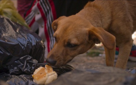 Cachorro vira-lata come pão no meio do lixo em cena da série Cidade Invisível