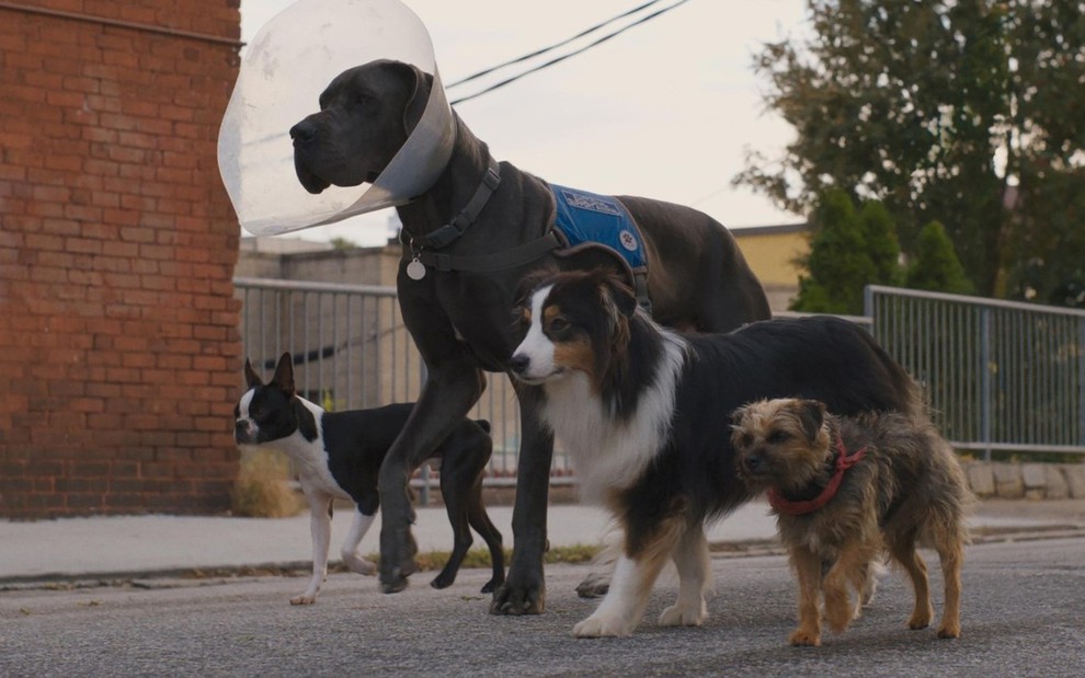 Quatro cães de raças diferentes caminham por uma rua; um deles usa um cone de proteção na cabeça