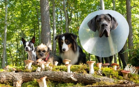 Quatro cães de raças diferentes estão observando cogumelos alucinógenos em cena de Ruim pra Cachorro