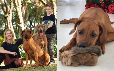 Montagem de Ana Hickmann e Alezinho com dois cachorros; na segunda foto, a cadela Aisha está mordendo um brinquedo