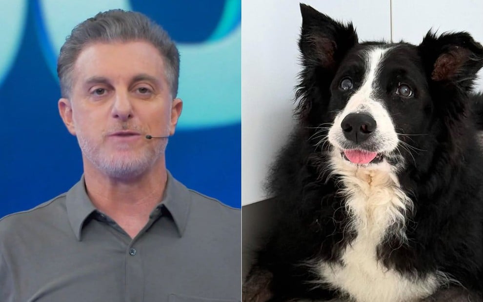 Montagem com Luciano Huck no Domingão e o cãozinho Ziggy, um border collie preto e branco, com a língua para fora