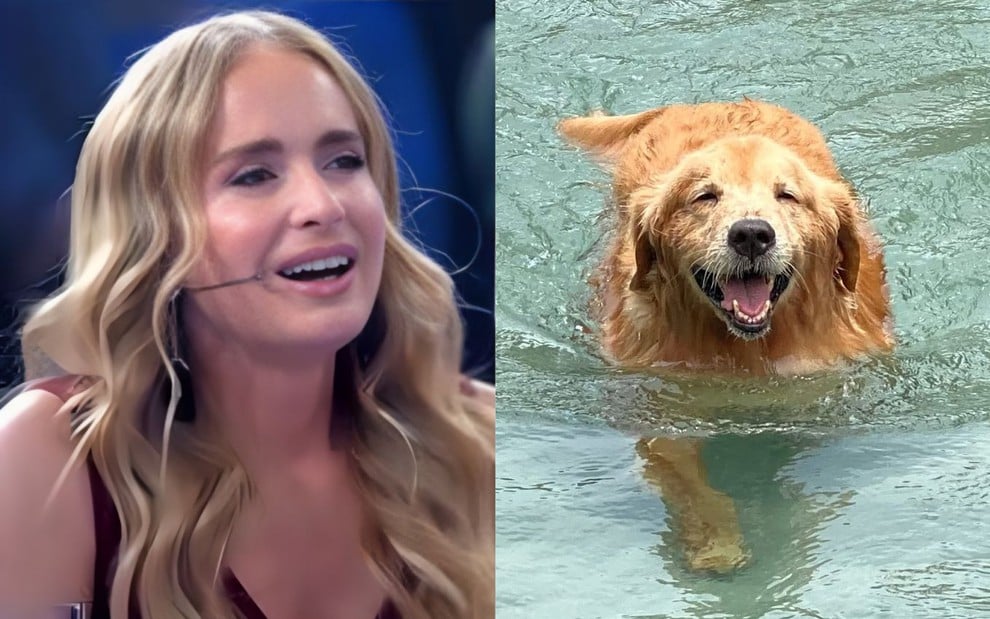 Na montagem: Angélica Ksyvickis (à esquerda) e cachorro da raça golden nadando em uma piscina (à direita)