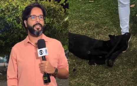 Imagens do momento em que o cachorro brinca com o repórter da Globo