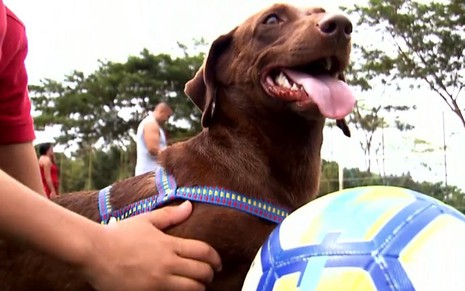 O cão Salsicha, que consegue defender pênaltis, foi tema de reportagem do Globo Esporte de ontem (29) - Reprodução/TV Globo