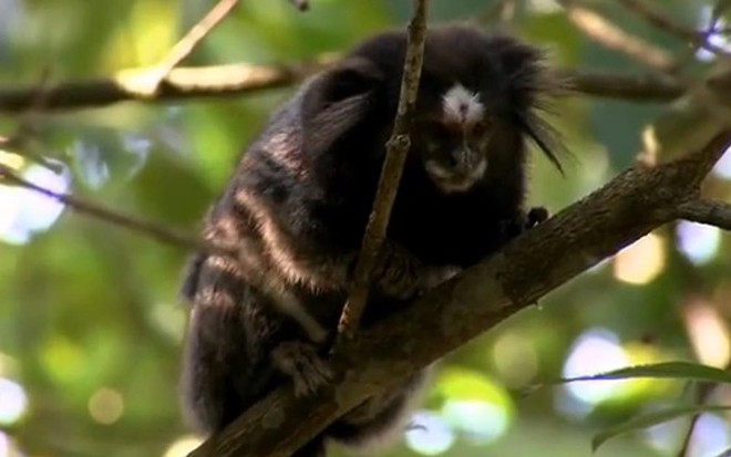 Mico-leão-dourado, espécie retratada na série Salvos da Extinção, do canal Animal Planet - Divulgação/Animal Planet