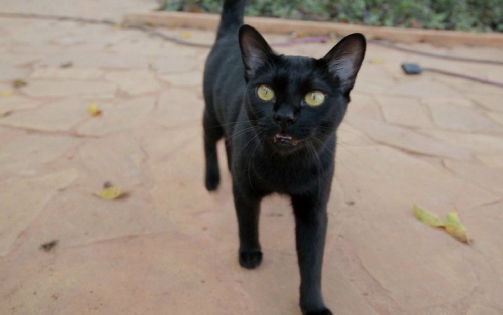 Um dos gatos que interpreta o personagem León, em O Sétimo Guardião, fará uma ponta em O Tempo Não Para - Reprodução/TV Globo