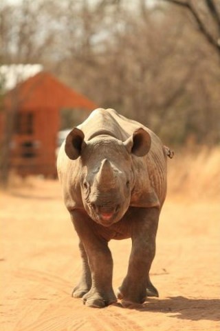 Orfanato de Rinocerontes