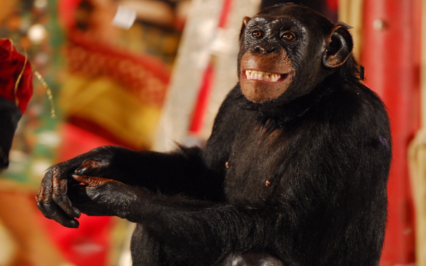 Uma foto de um macaco chimpanzé com boca e nariz