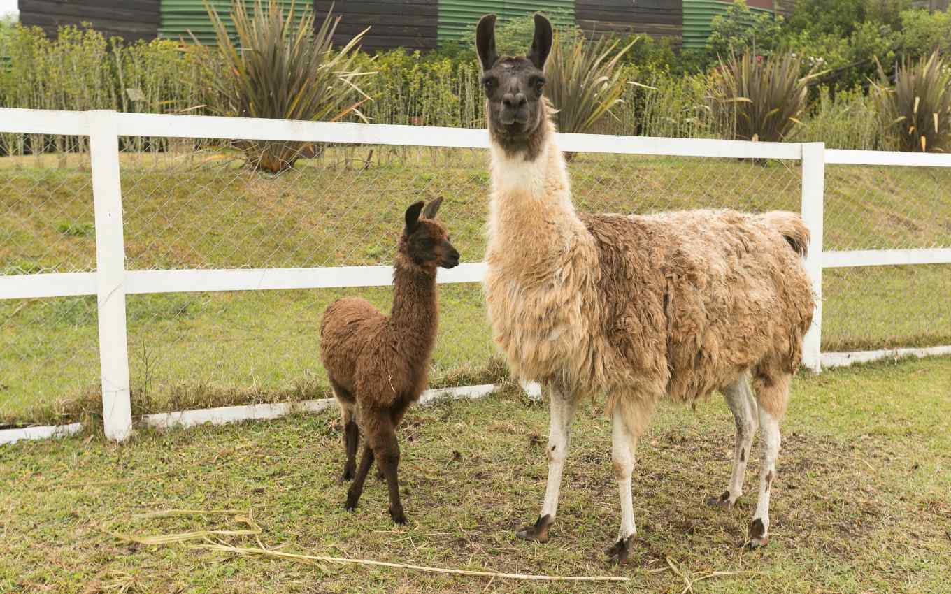 Lhama passa a fazer parte do elenco animal de A Fazenda 2022