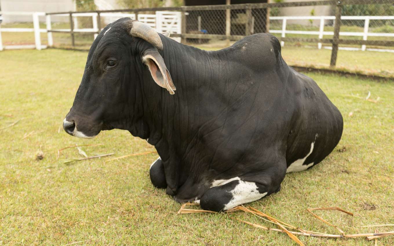 Touro integra grupo de animais em A Fazenda 2022